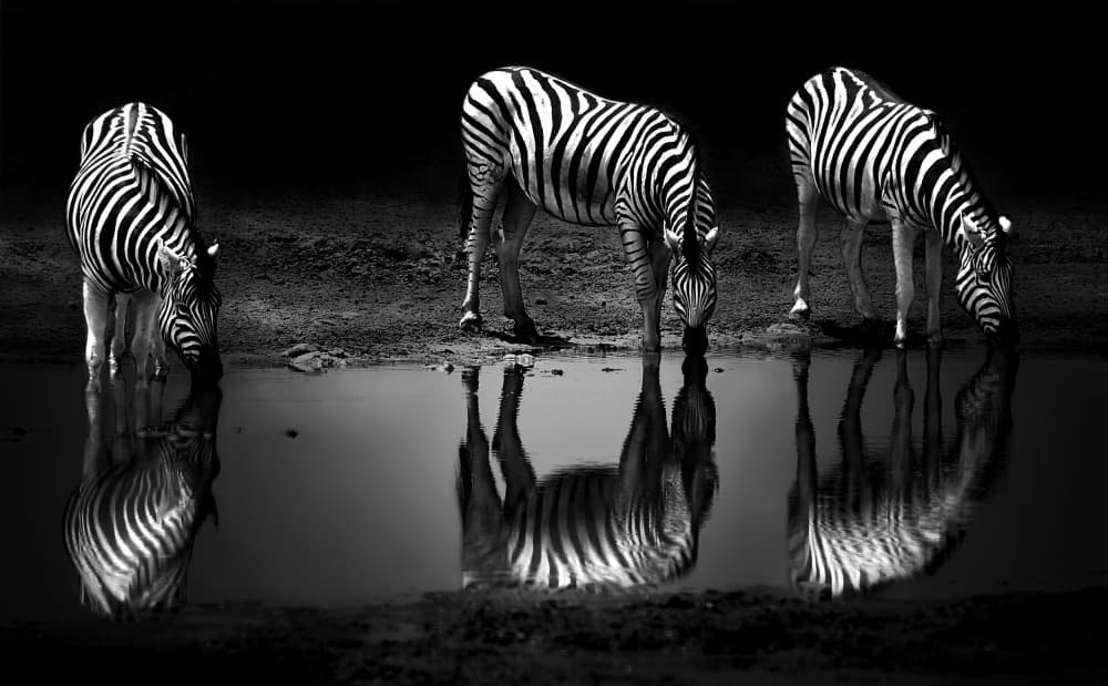 Zebras Drinking Water Reflection by Irene Perovich — canvas wall art