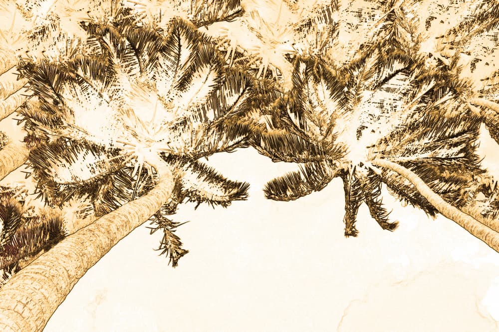 Tropical Palm Canopy by Santhosh ch — canvas wall art
