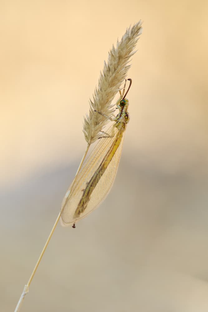 Delicate Insect on Wheat by Avital Hershkovitz — canvas wall art
