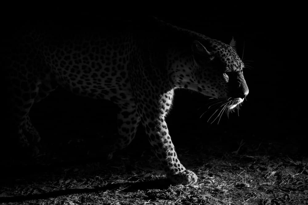 Powerful Night Leopard by Hannes Bertsch — canvas wall art