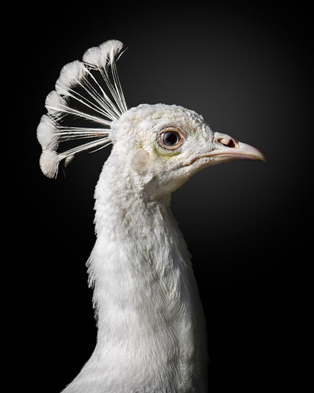 White Peacock Profile by fegari — canvas wall art
