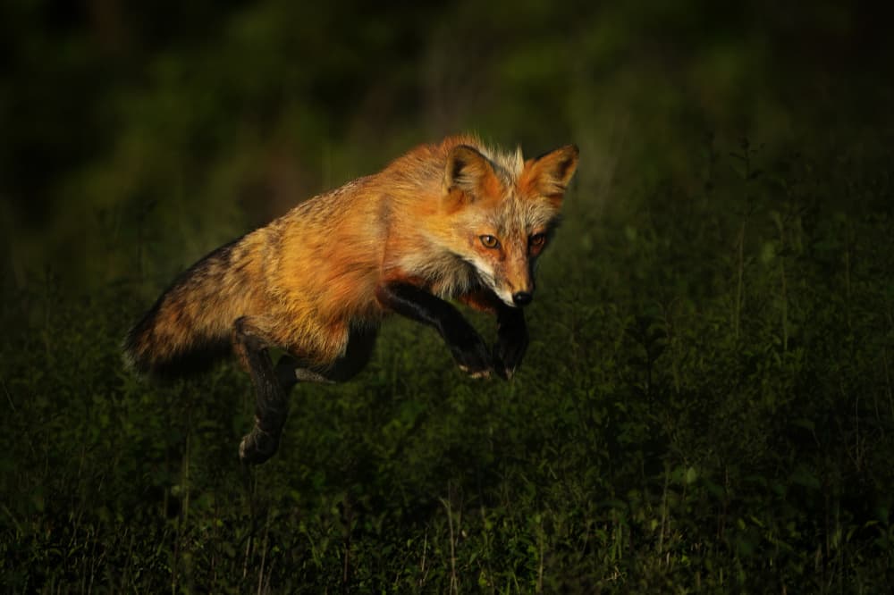 Leaping Red Fox by Rob Li — canvas wall art