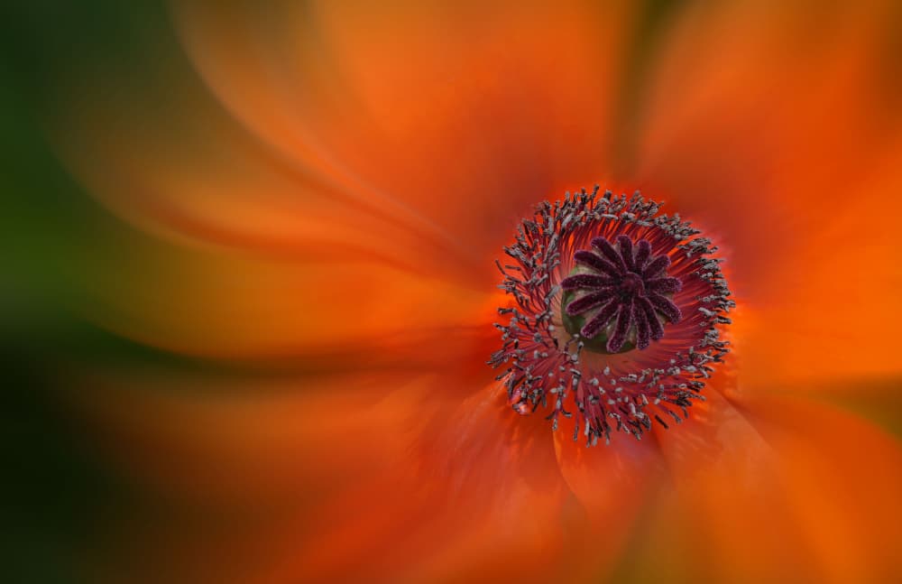 Swirling Poppy Bloom by Fan Lin (APA) — canvas wall art