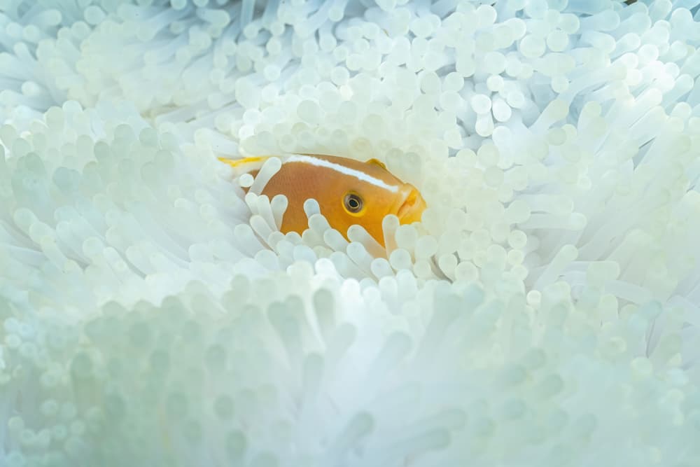 Gentle Anemone Home by Serge Melesan — canvas wall art