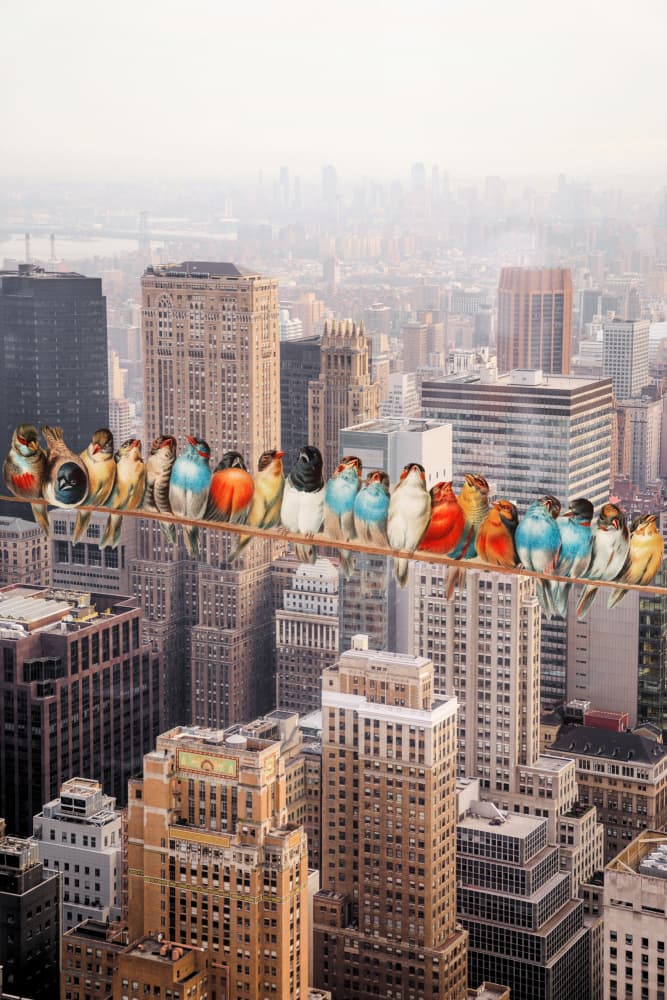 Colorful Birds City View by Marja van den Hurk — canvas wall art