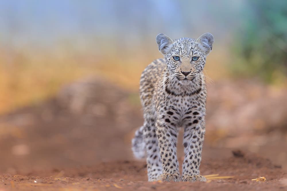 Blue-Eyed Leopard Cub by Ozkan Ozmen / Big Lens Adventures — canvas wall art