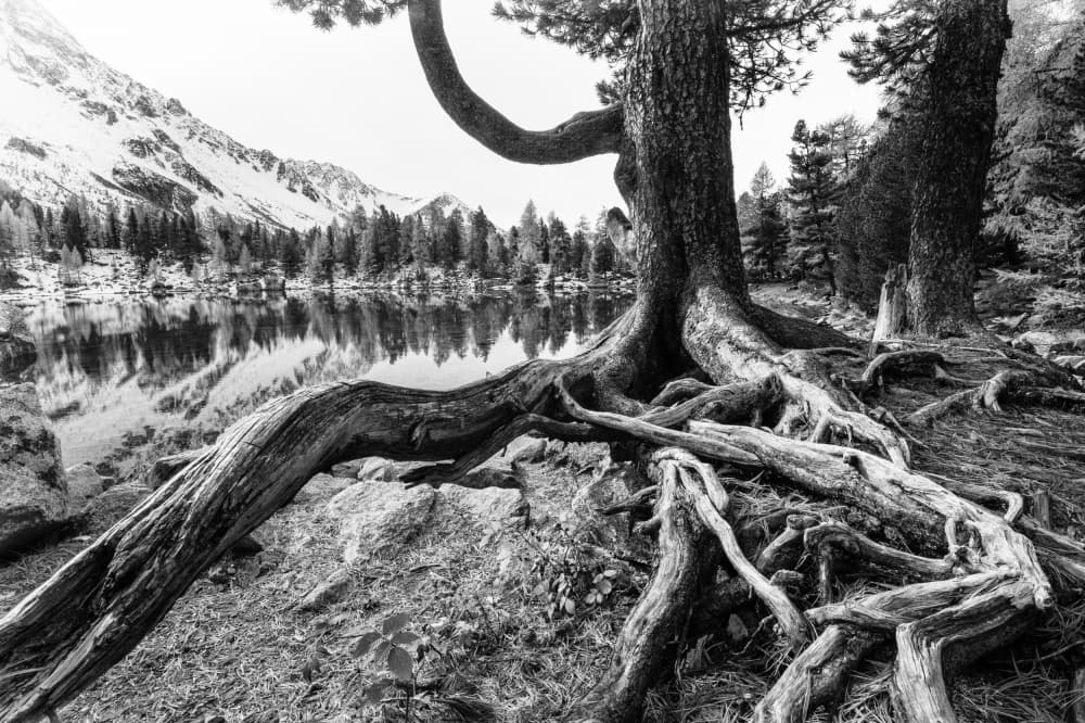 Rooted Mountain Lake by Susanne Landolt — canvas wall art