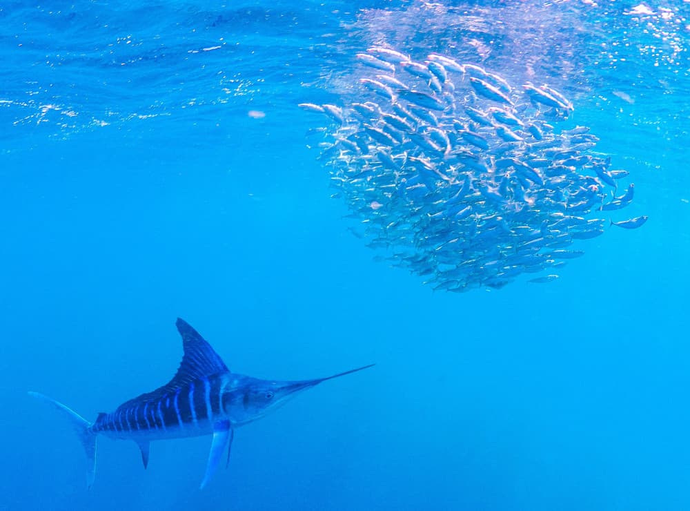 Blue Ocean Marlin Hunt by KIMIO KOBAYASHI — canvas wall art