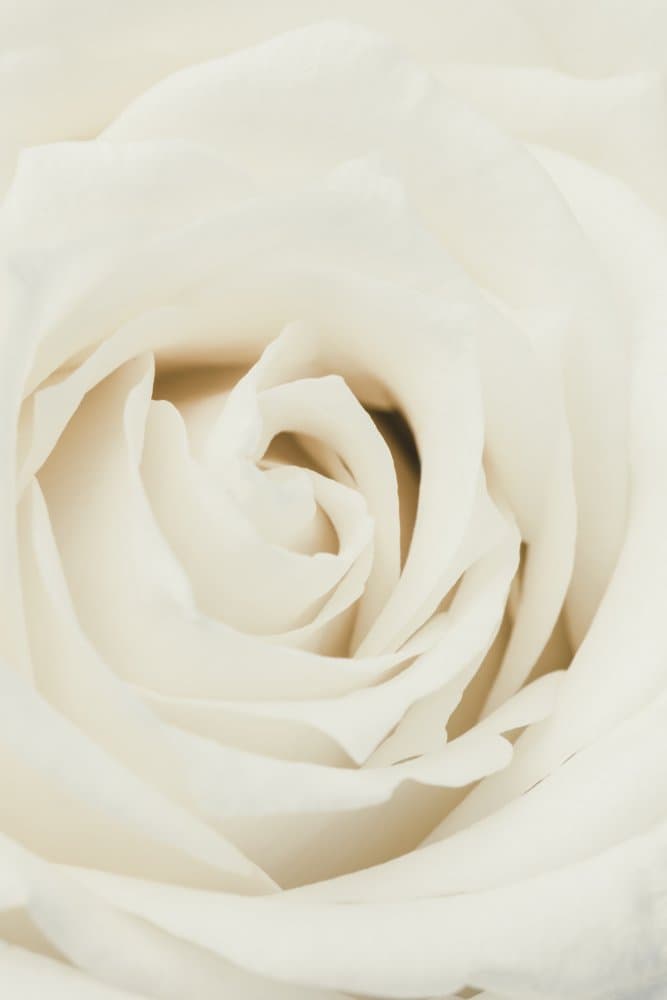 Soft White Rose Bloom by Pictufy Studio III — canvas wall art