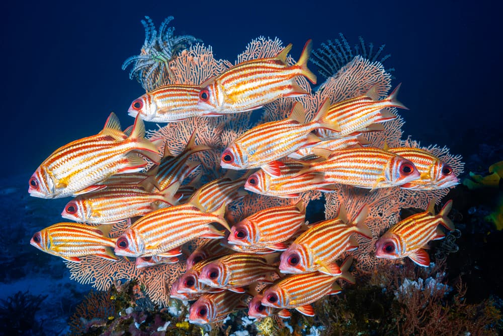 School of Red Fish by Barathieu Gabriel — canvas wall art