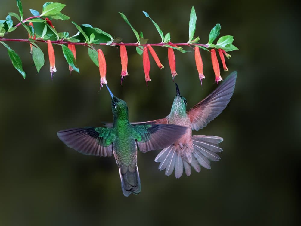 Hummingbirds Feeding Nectar by Sheila Xu — canvas wall art