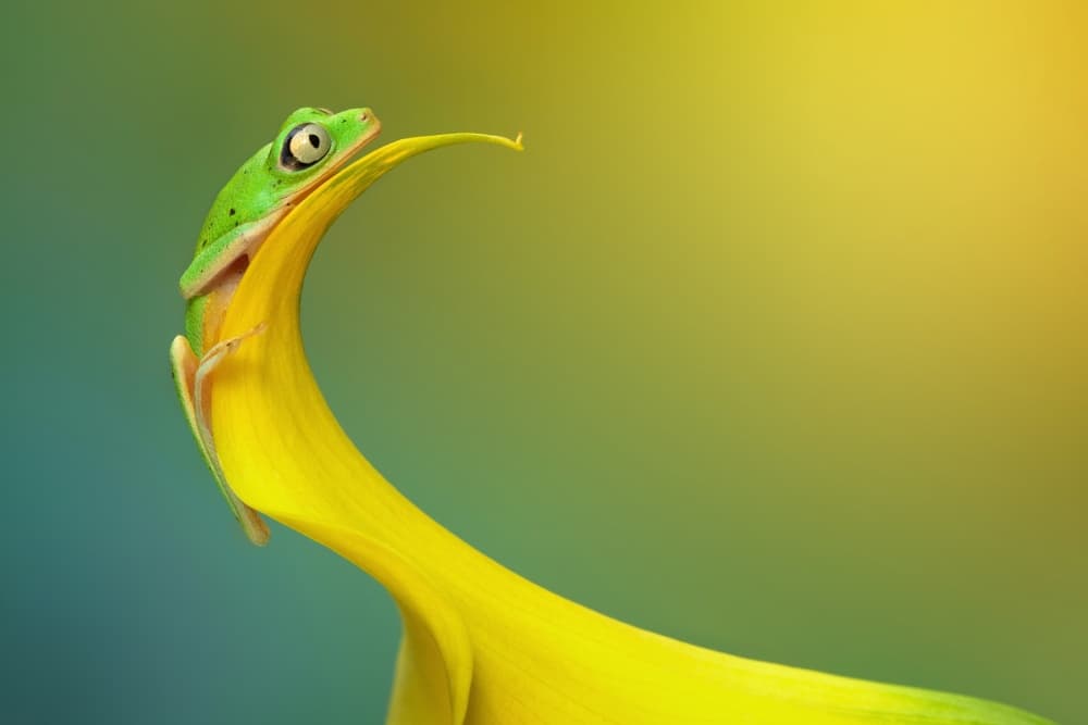Green Frog on Yellow Lily by Wil Mijer — canvas wall art