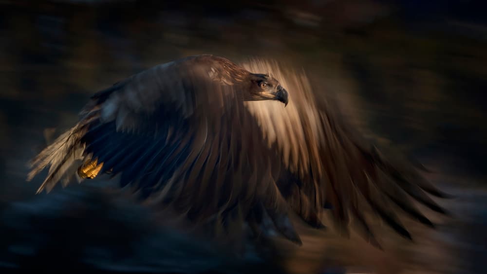 Powerful Eagle in Motion by Ming Chen — canvas wall art
