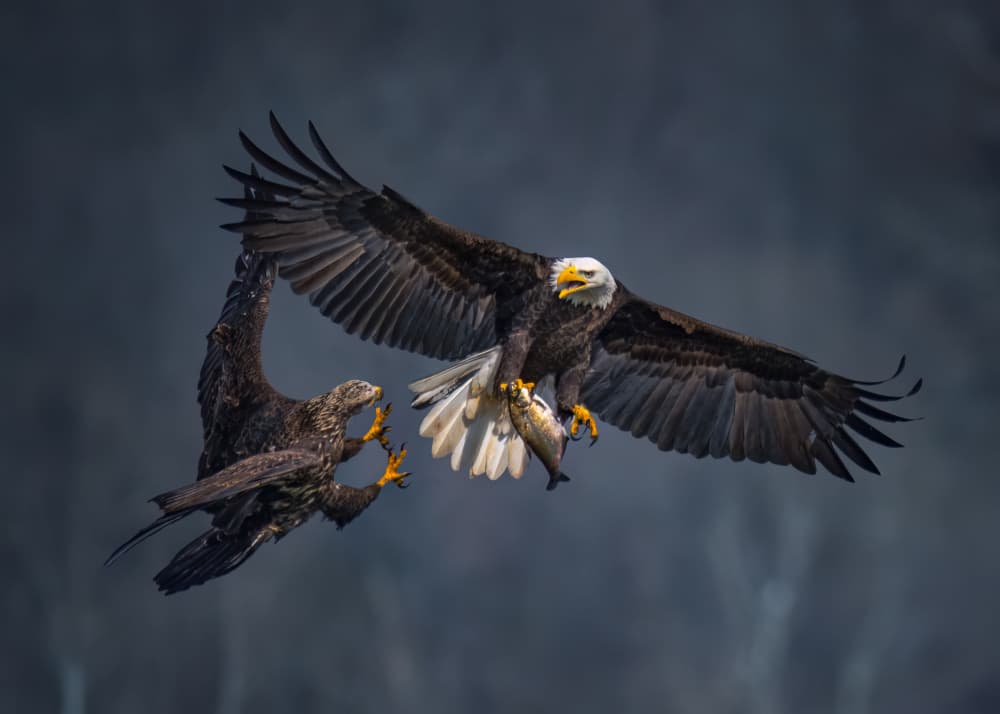 Eagles Battle Over Catch by Hanping Xiao — canvas wall art