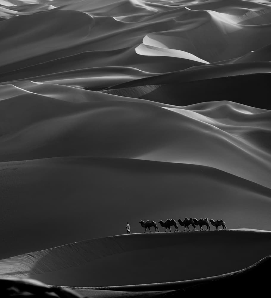 Desert Caravan Silhouette by Bingo Z — canvas wall art