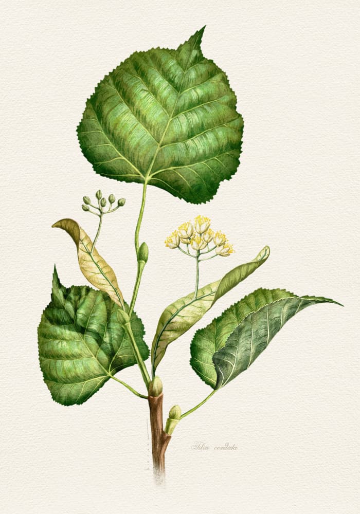Flowering Linden Branch by Juan Hernaz — canvas wall art