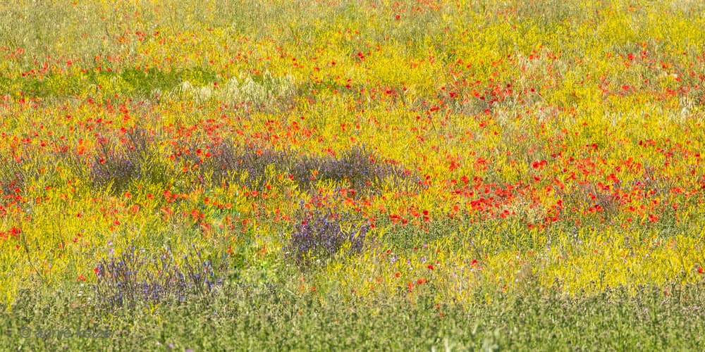 Vibrant Poppy Field by Annie Keizer — canvas wall art