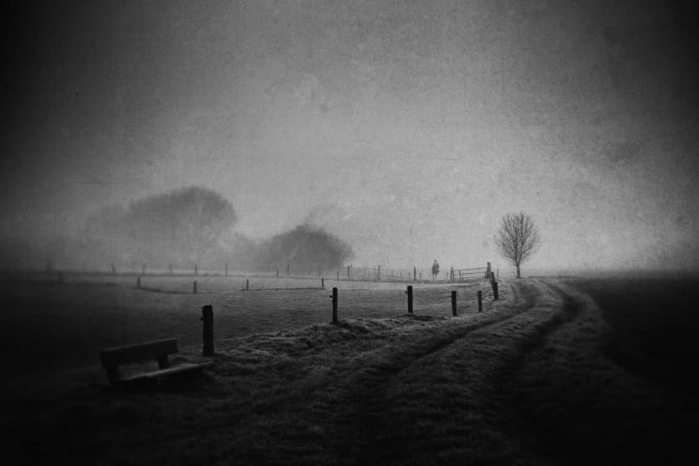 Misty Winter Path by Adam Dauria ☂ — canvas wall art