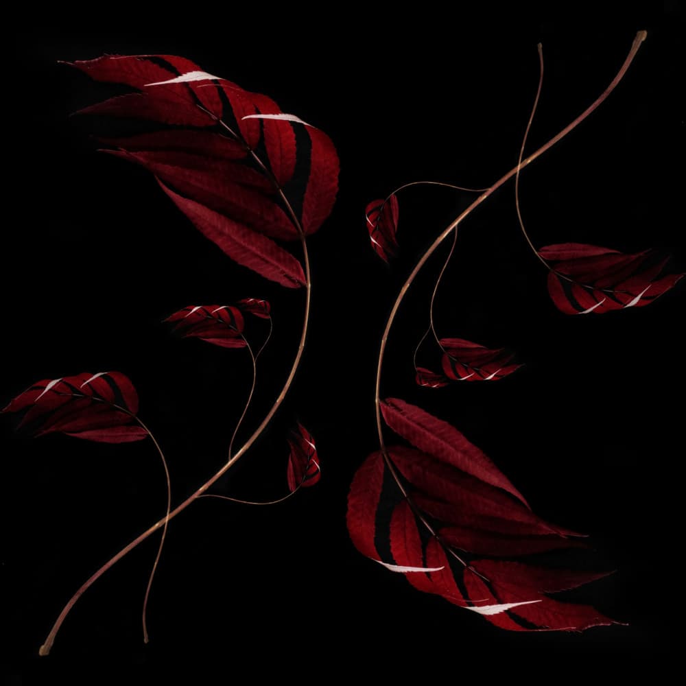 Elegant Dark Botanicals by Ingrida Urbonavičienė — canvas wall art