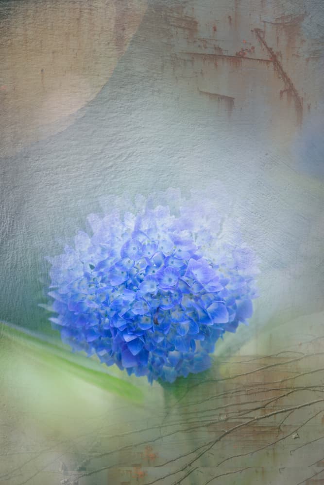 Dreamy Blue Bloom by YoungIl Kim — canvas wall art