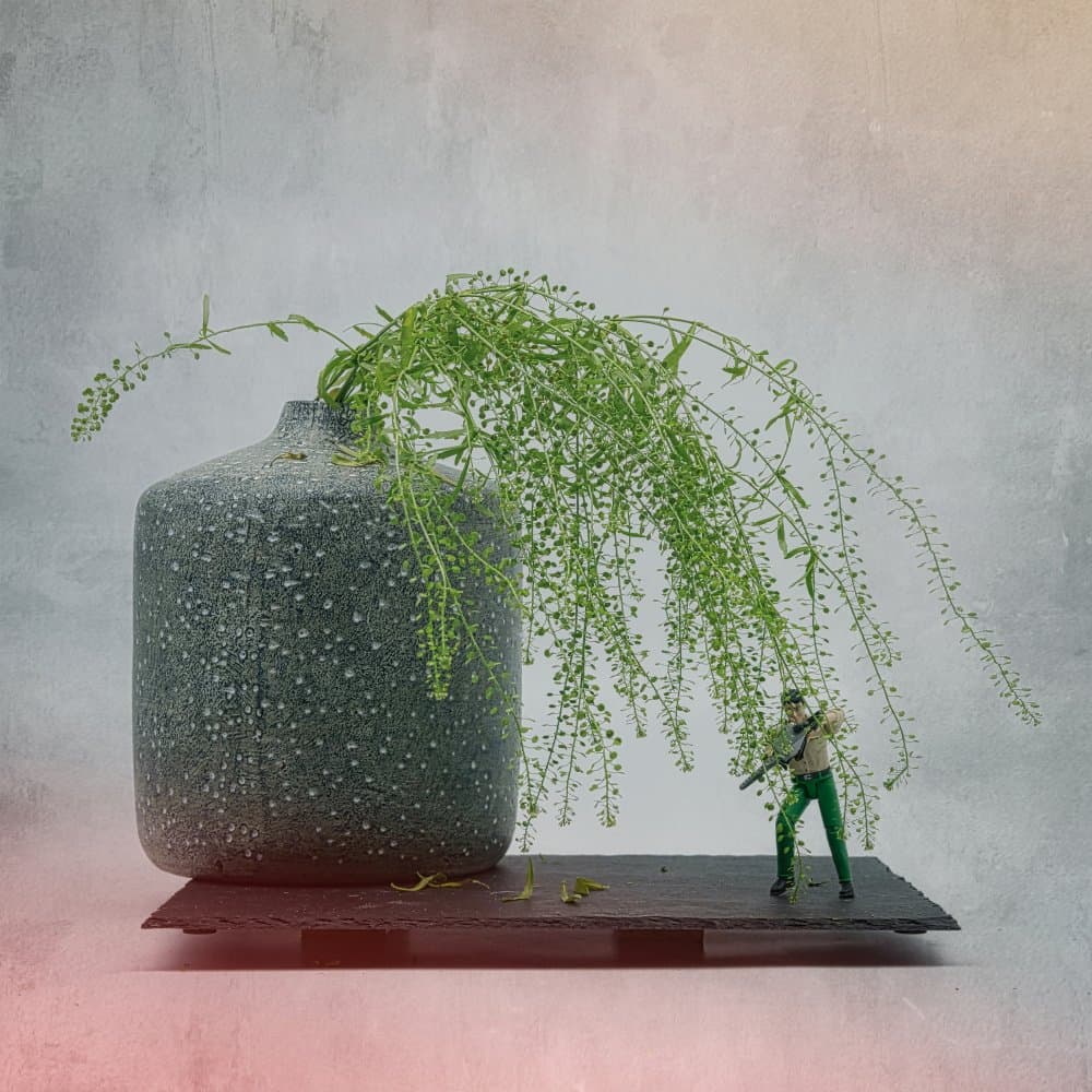 Miniature Soldier Plant by Saskia Dingemans — canvas wall art