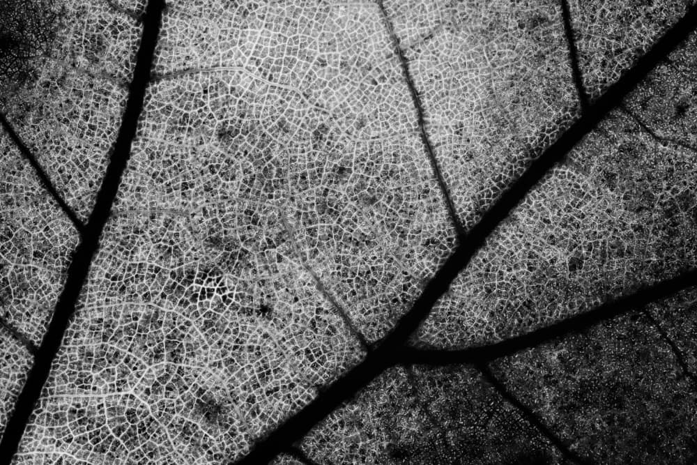 Intricate Leaf Veins by Matteo Chiarello — canvas wall art