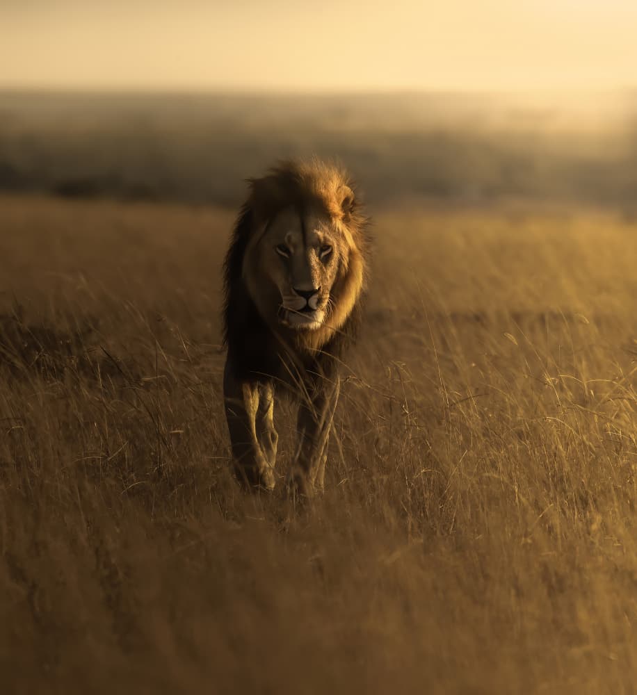 Golden Hour Lion Stride by Judy Tseng — canvas wall art