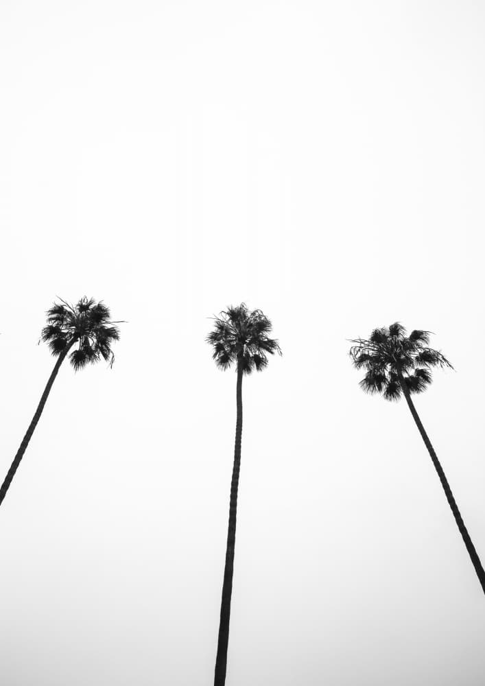 Skyward Palms Trio by Shot by Clint — canvas wall art
