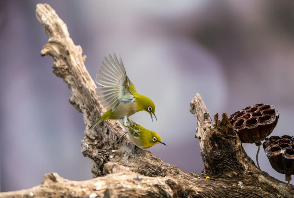 Green White-eye Pair by MIN CHEOL KIM — canvas wall art