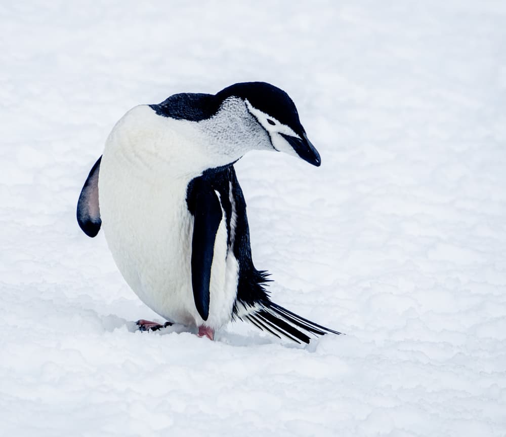 Chinstrap Penguin in Snow by Rui Wang — canvas wall art