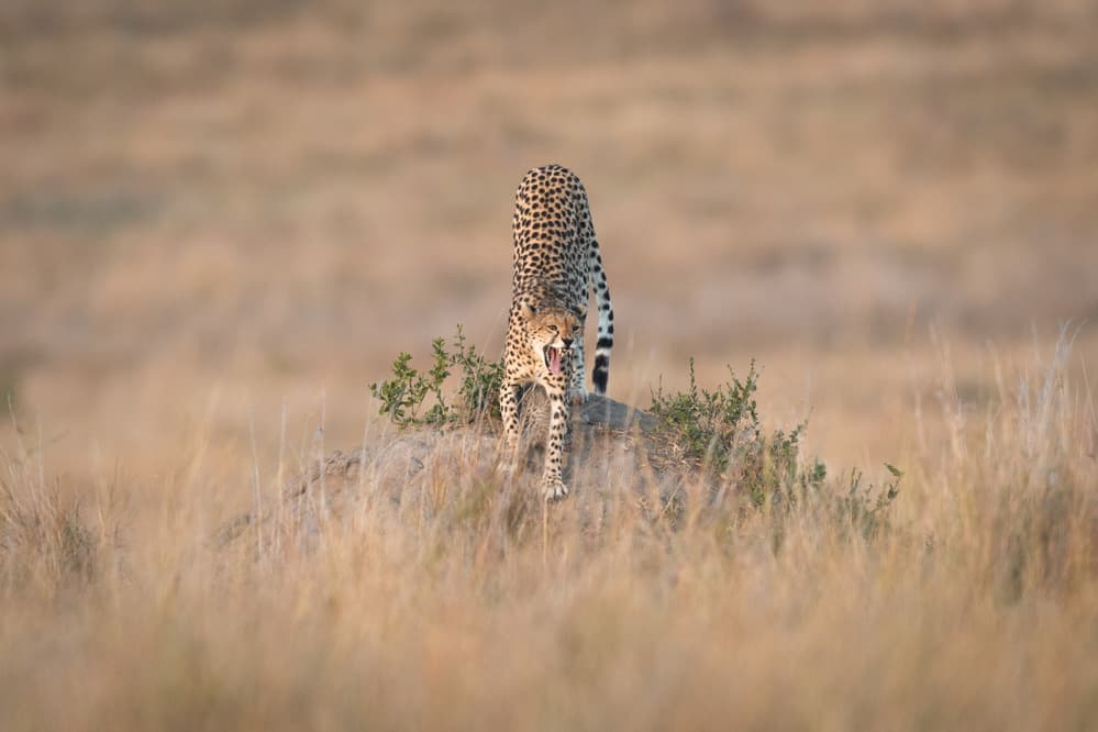Wild Cheetah Yawn by Jeffrey C. Sink — canvas wall art