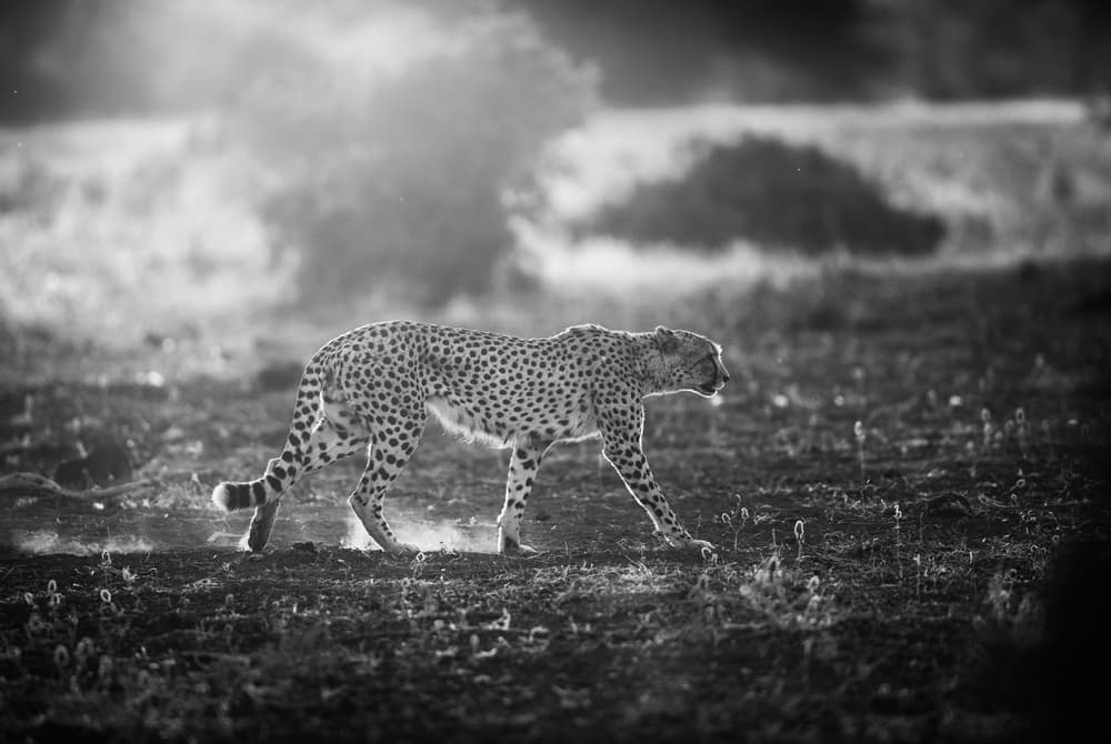 Backlit Cheetah Walk by Jaco Marx — canvas wall art