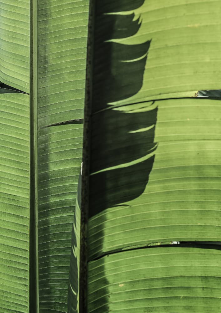 Tropical Banana Leaves by Shot by Clint — canvas wall art