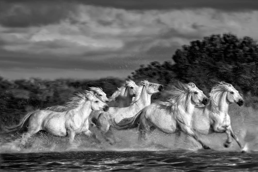 Galloping White Horses by Xavier Ortega — canvas wall art