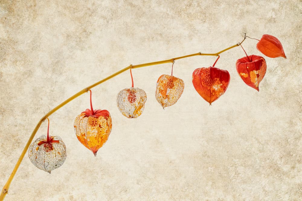 Fading Autumn Lanterns by Ytje Veenstra — canvas wall art