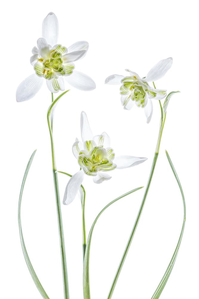Galanthus Flore Pleno by Mandy Disher — canvas wall art