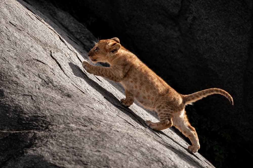Little Lion Cub Climbing by Massimo Felici — canvas wall art