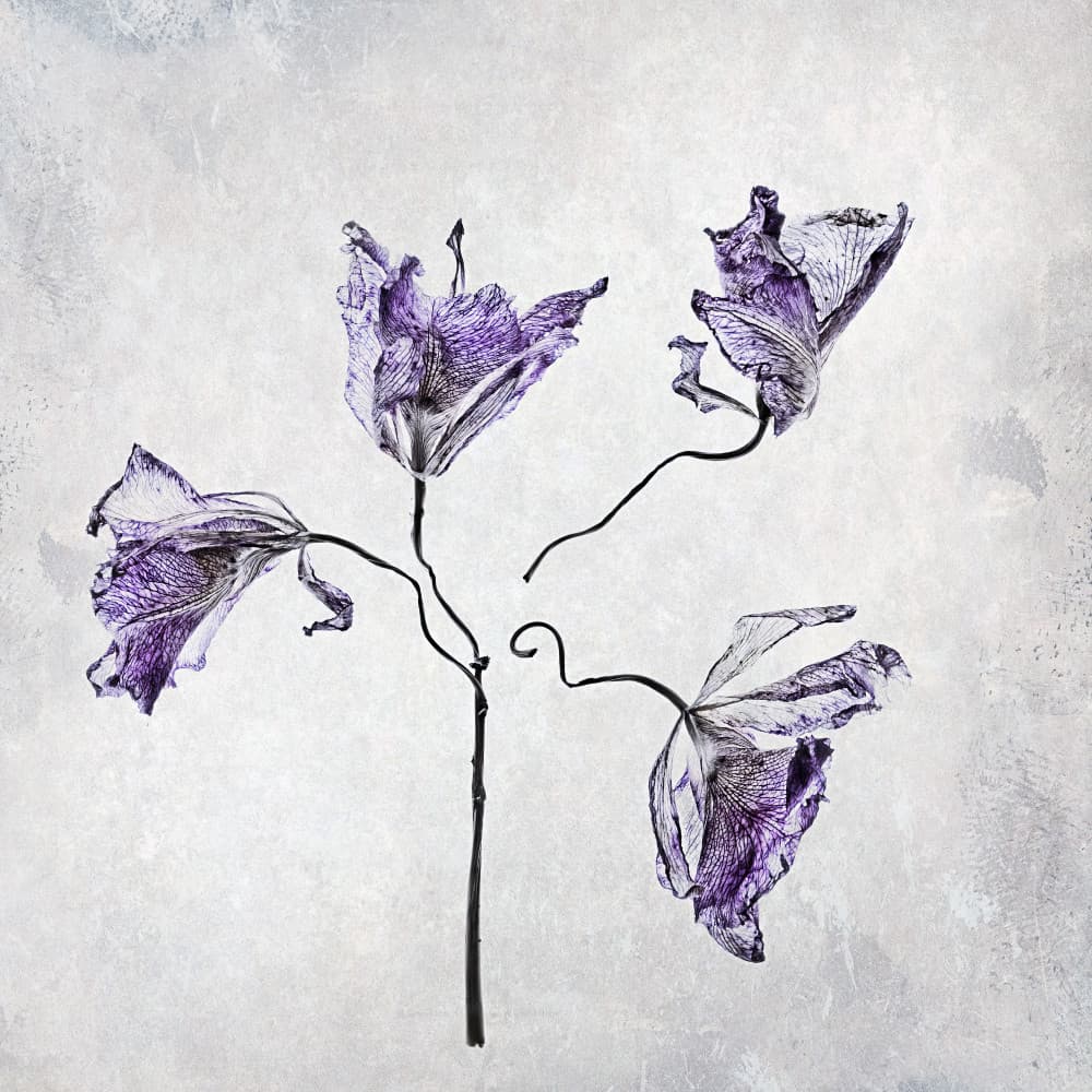 Dried Purple Botanicals by Cheryl Eagers — canvas wall art