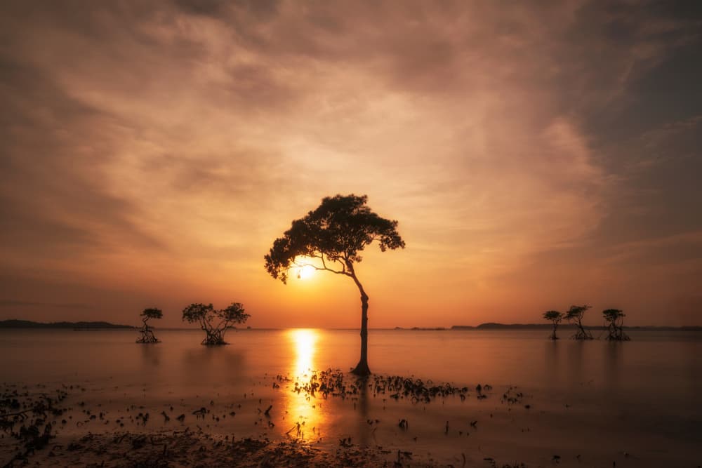 Golden Sunset Trees by TWEE LIANG WONG — canvas wall art