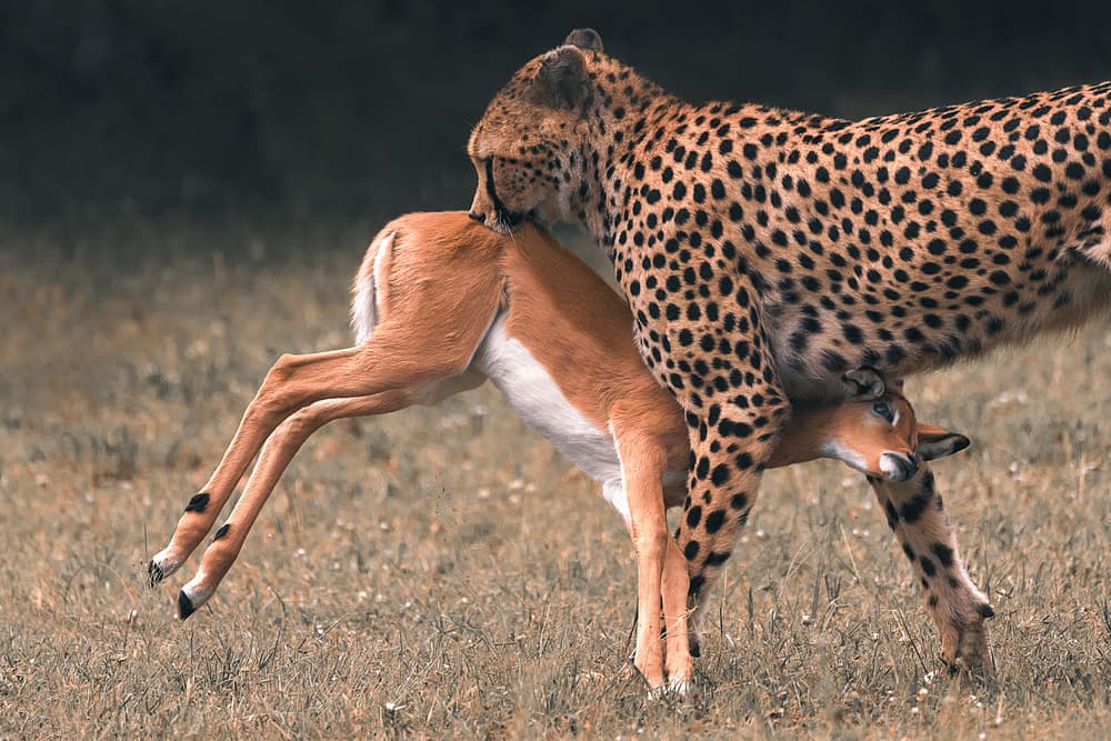 Cheetah Hunts Fawn by Ahmed Sobhi — canvas wall art