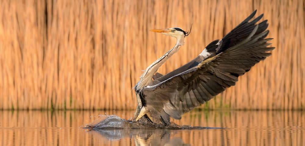 Heron Takes Flight by Jie Fischer — canvas wall art