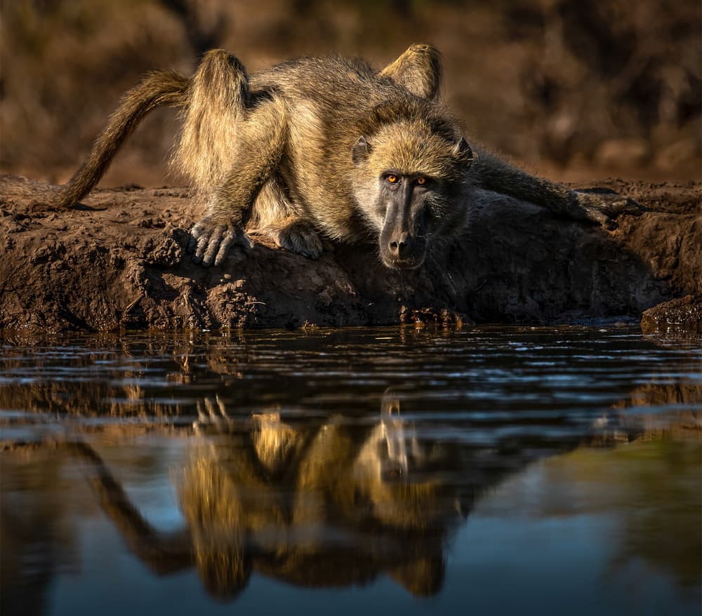 Safari Baboon Reflection by Hung Tsui — canvas wall art