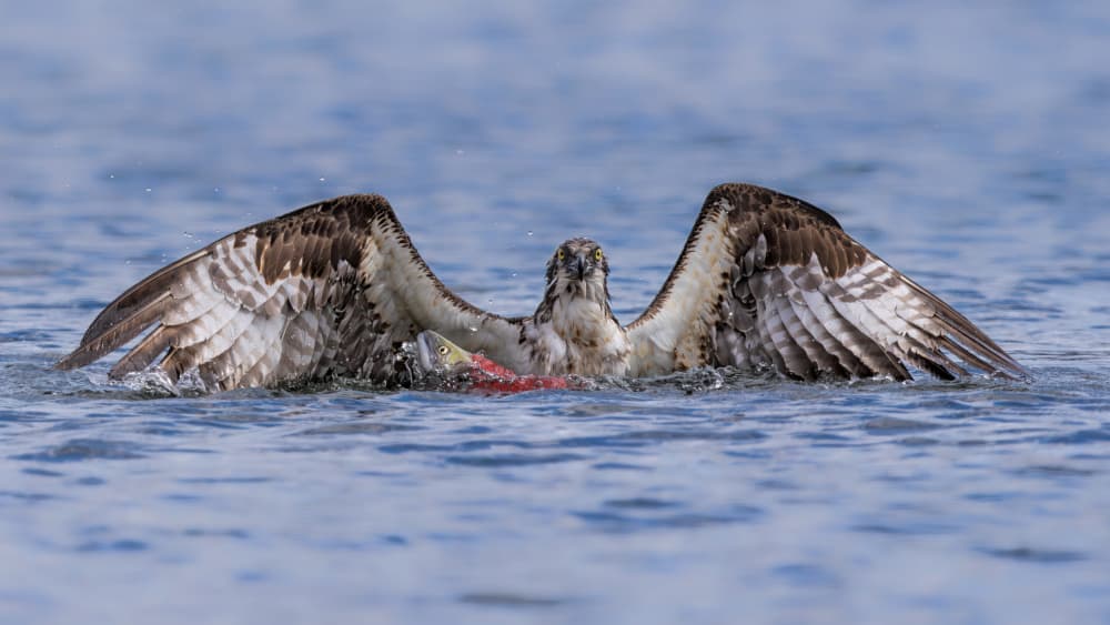 Osprey Fishing Action by Jun Zuo — canvas wall art