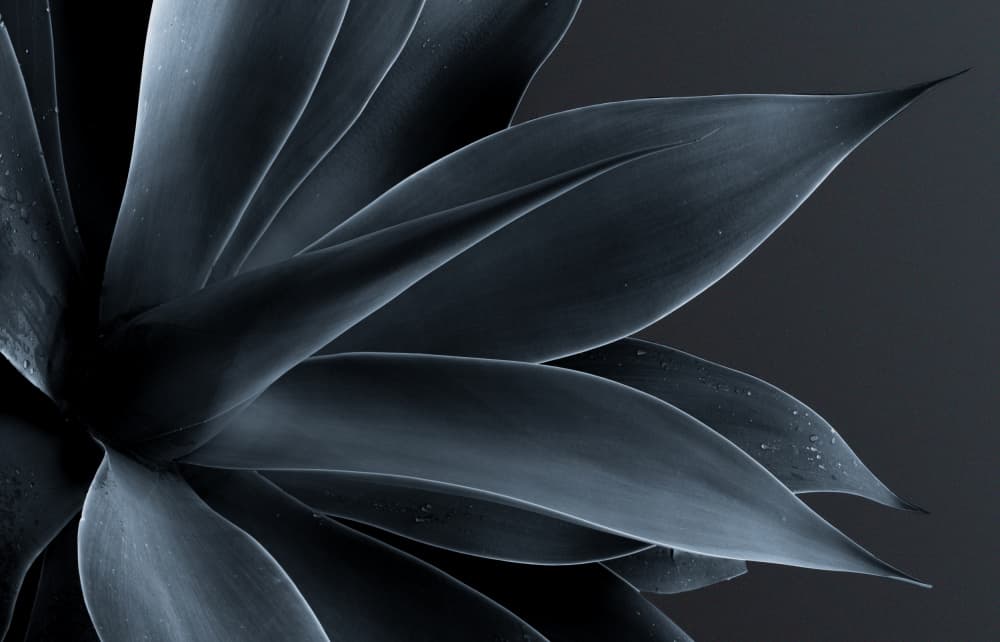 Elegant Blue Agave by David Chiodo — canvas wall art