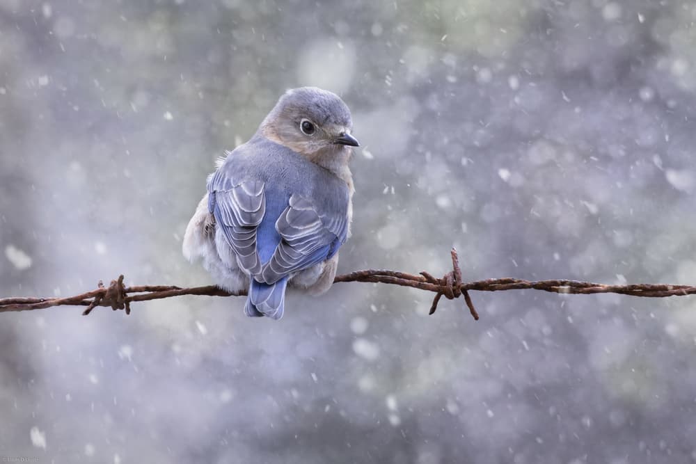 Bluebird in Winter Snow by Linda D Lester — canvas wall art