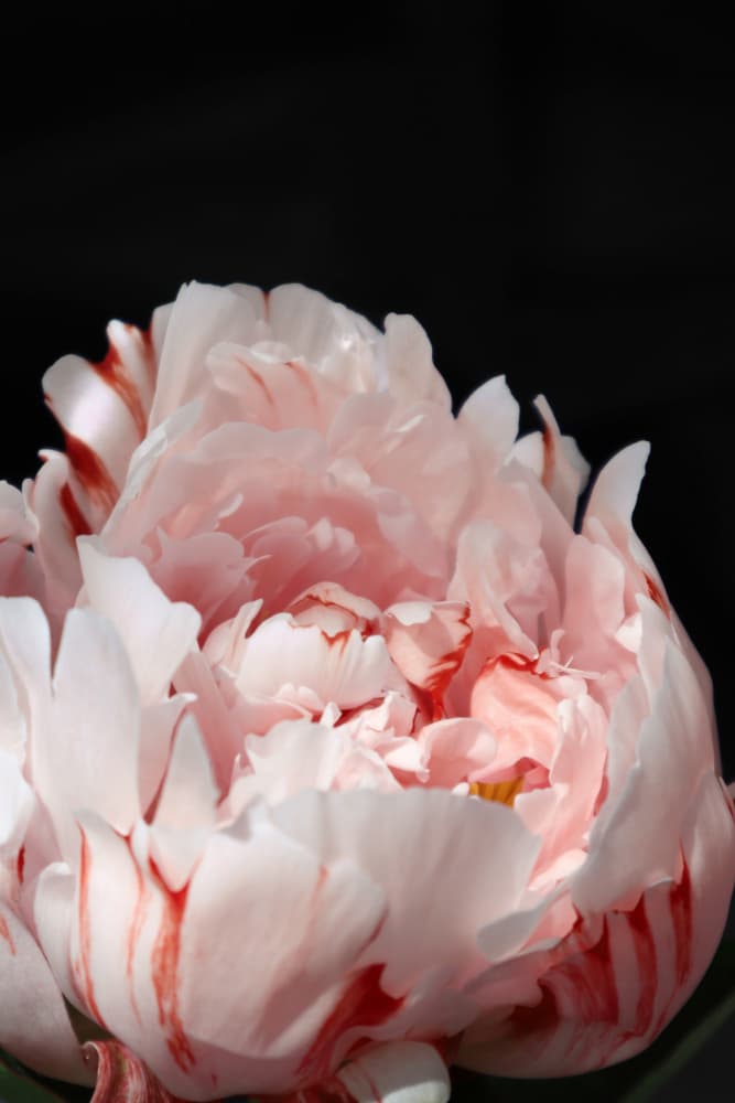 Elegant Pink Peony by Rosana Laiz Blursbyai — canvas wall art