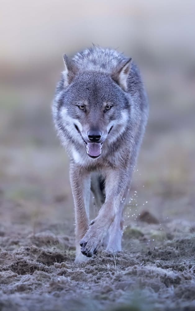 Approaching Gray Wolf by Marco Barisone — canvas wall art