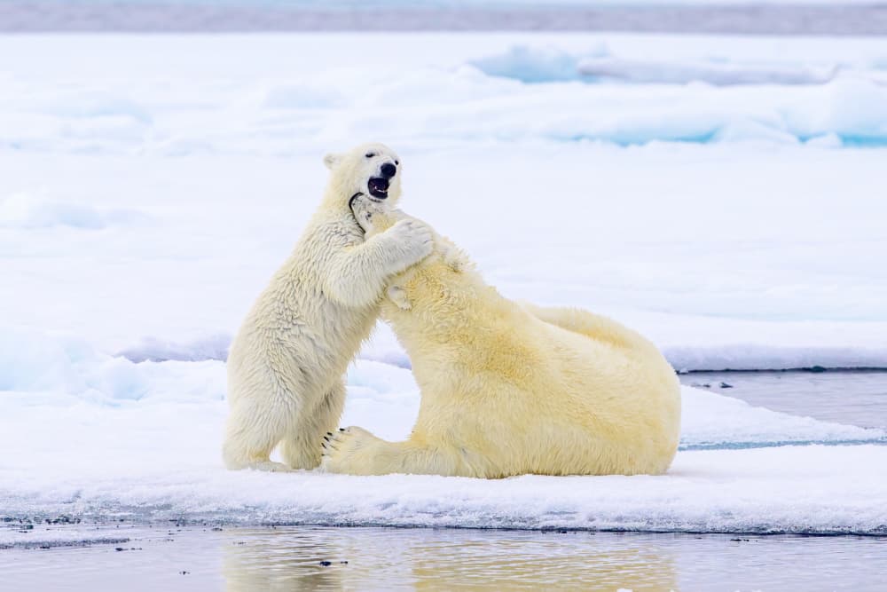 Mother And Cub Play by Som Prasad — canvas wall art