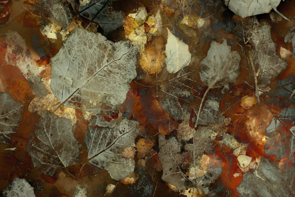 Carpet of leaves
