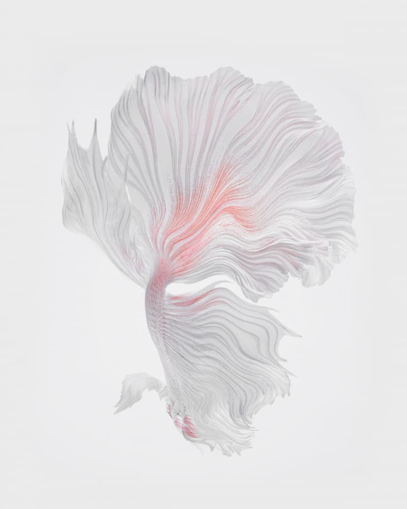 Ethereal Betta Flow by Andi Halil — canvas wall art